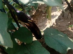 -意大利农场度假村