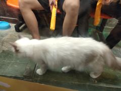 -猫咪博物馆(顶澳仔猫街店)