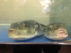 -天正河鲀·河豚亭(大连店)