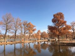 -金塔沙漠胡杨林景区