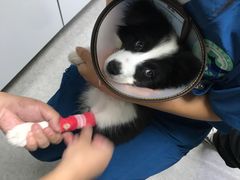-喜多萌中农锦绣动物医院24H·猫科·牙科MRI·CT