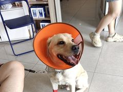 -瑞派福兴宠物医院犬猫全科·骨科·中西医结合(河东店)