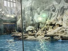 -帝企鹅自助餐厅•儿童岛•真企鹅(长隆企鹅酒店)