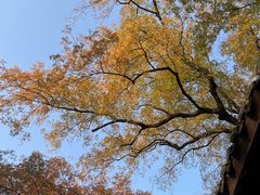 -白帝城·瞿塘峡景区