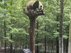 -都江堰中华大熊猫苑