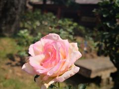 景观位-香山家宴