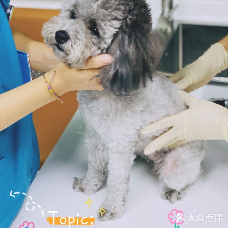 领华宠医·星华宠物医院|医生和环境都非常靠谱的连锁宠物🏥