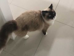 -瑞鹏宠物医院·猫科·宠保定点(梅溪湖分院)