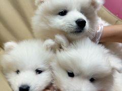 -翊宠yipet猫狗购宠庄园犬舍•猫舍