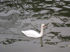 -莱茵河畔老街