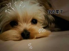 -帕帕拉兹宠物(亚洲旗舰店)