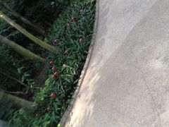 -南山植物园