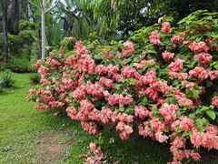 -中国科学院西双版纳热带植物园