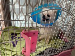 -伟伟宠物医院·CT影像中心·瑞派犬猫综合性门诊(汉口总院)