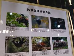 -西双版纳原始森林公园