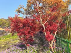 -苏州太湖西山岛开心农场