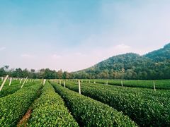 -中国茶叶博物馆(双峰馆区)