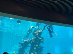 -海棠湾洲际-涛·海底餐厅·美人鱼·自助餐·海底隧道