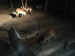 -清迈夜间动物园