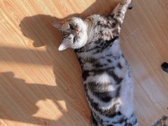 -纳吉亚猫专科动物医院·北北分院