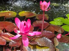 -北京植物园-展览温室