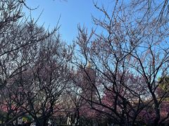 -红梅公园
