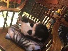 -猫色咖啡·猫咖