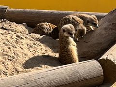 -北京野生动物园