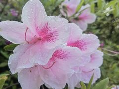 -杭州半山国家森林公园