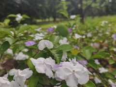 -海珠湖公园