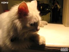 -Babycat私家御饼屋(龙头路一店)