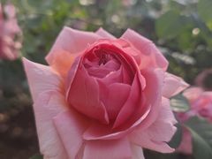 -人民公园(罗湖区)