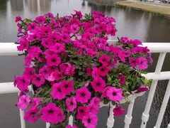 -长白岛森林公园