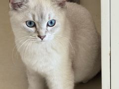 -宠福鑫康馨动物医院·骨科·眼科