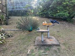 -吉隆坡雀鸟公园