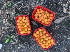 -塘栖枇杷特色园区