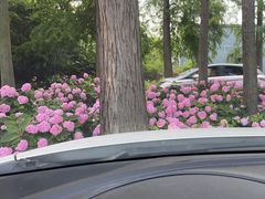 -上海滨江森林公园