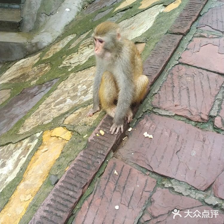 五龙口的猴子太可爱了