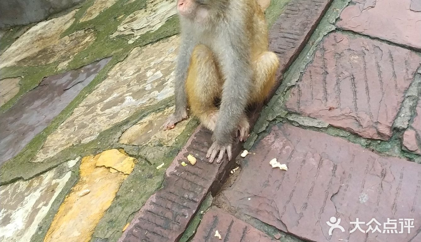 五龙口的猴子太可爱了