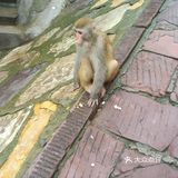 五龙口的猴子太可爱了