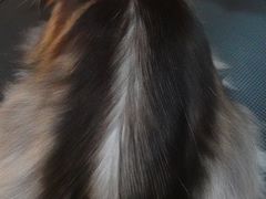 -momokira米努特·德文卷毛猫·棉花面纱犬
