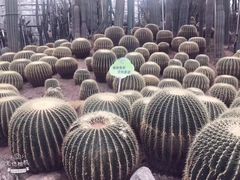 -南山植物园