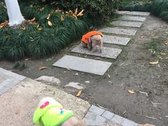 -新湖明珠城