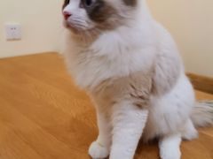 -滚猫咖啡·猫咖·猫友好撸猫(未来城店)