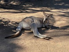 -费瑟代尔野生动物园