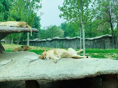 -北京野生动物园