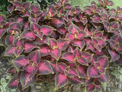 -大妙火锅·非物质文化遗产(东湖公园店)