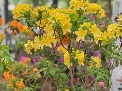 -上海鲜花港