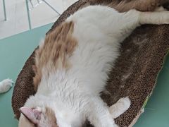 -怪兽屋·羊驼·猫咖·狗咖(俊华广场店)