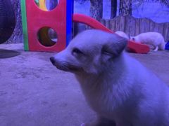 -芜湖新华联大白鲸海洋公园